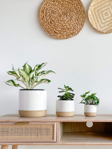 Siena Tabletop Ceramic Planter Set of three with Plants Hycroft Home Decor
